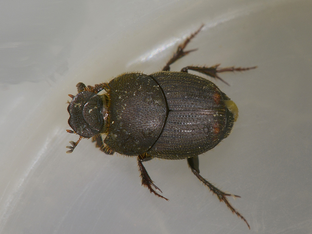 Scarabeidae da id. - Onthophagus furcatus